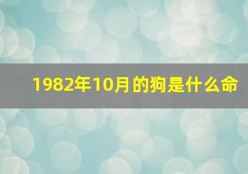 1982年10月的狗是什么命