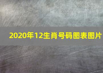 2020年12生肖号码图表图片