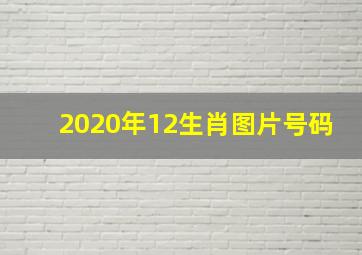 2020年12生肖图片号码