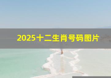 2025十二生肖号码图片