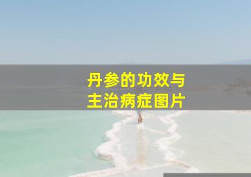 丹参的功效与主治病症图片