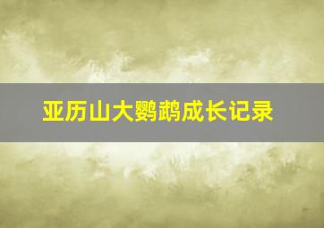 亚历山大鹦鹉成长记录