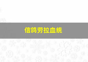 信鸽劳拉血统