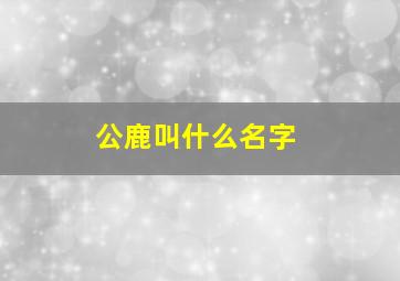 公鹿叫什么名字