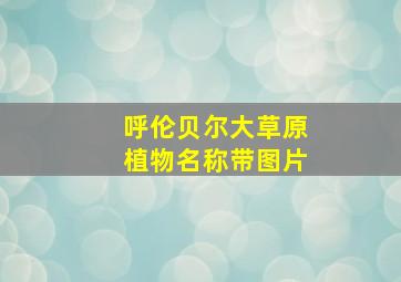 呼伦贝尔大草原植物名称带图片