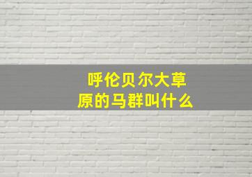 呼伦贝尔大草原的马群叫什么