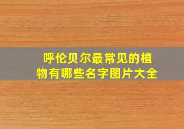 呼伦贝尔最常见的植物有哪些名字图片大全