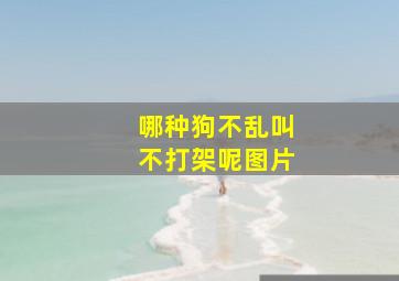 哪种狗不乱叫不打架呢图片