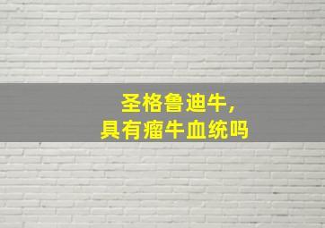 圣格鲁迪牛,具有瘤牛血统吗