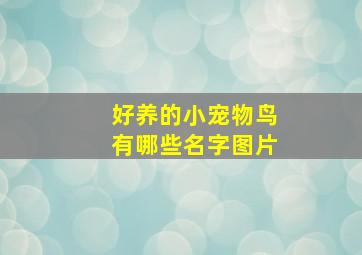 好养的小宠物鸟有哪些名字图片