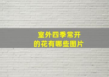 室外四季常开的花有哪些图片