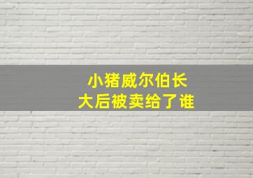 小猪威尔伯长大后被卖给了谁