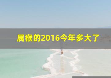 属猴的2016今年多大了