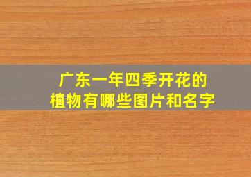 广东一年四季开花的植物有哪些图片和名字