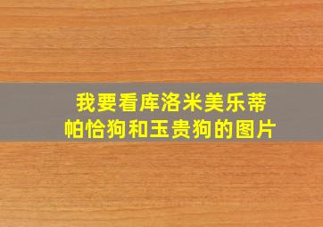 我要看库洛米美乐蒂帕恰狗和玉贵狗的图片