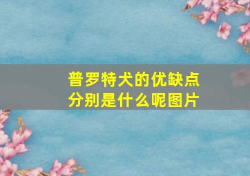 普罗特犬的优缺点分别是什么呢图片