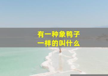 有一种象鸭子一样的叫什么