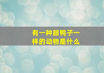 有一种跟鸭子一样的动物是什么