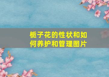 栀子花的性状和如何养护和管理图片