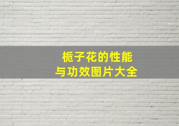 栀子花的性能与功效图片大全