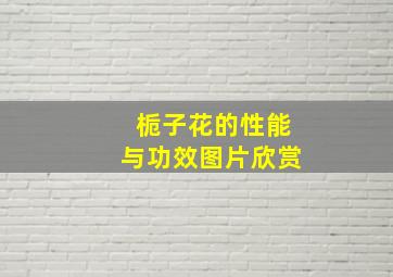 栀子花的性能与功效图片欣赏