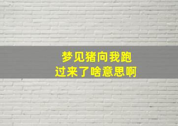 梦见猪向我跑过来了啥意思啊