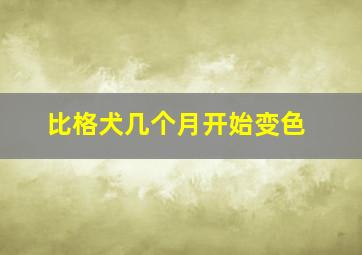 比格犬几个月开始变色