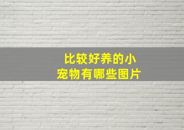 比较好养的小宠物有哪些图片