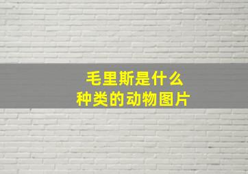 毛里斯是什么种类的动物图片