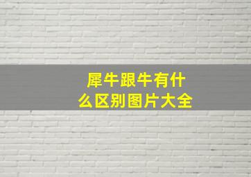 犀牛跟牛有什么区别图片大全