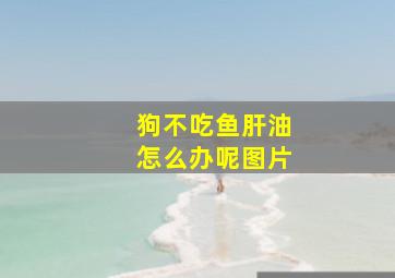 狗不吃鱼肝油怎么办呢图片