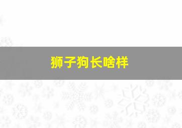 狮子狗长啥样