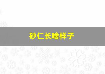 砂仁长啥样子