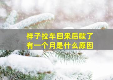 祥子拉车回来后歇了有一个月是什么原因