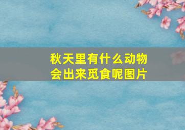 秋天里有什么动物会出来觅食呢图片