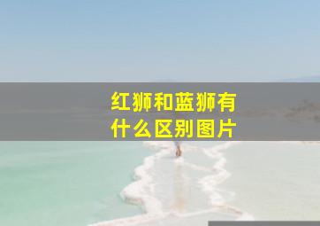 红狮和蓝狮有什么区别图片