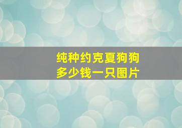 纯种约克夏狗狗多少钱一只图片