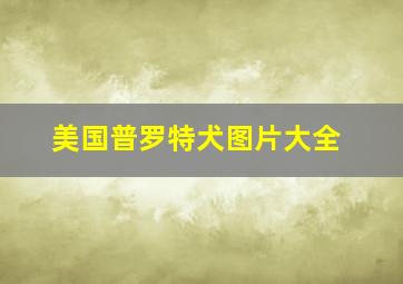 美国普罗特犬图片大全