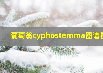 葡萄翁cyphostemma图谱图鉴