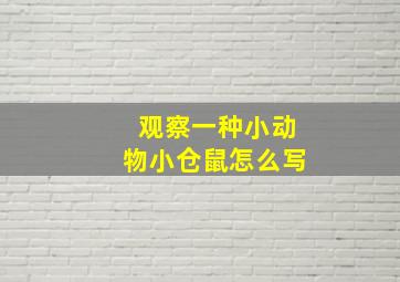 观察一种小动物小仓鼠怎么写