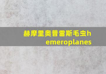 赫摩里奥普雷斯毛虫hemeroplanes