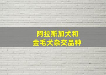 阿拉斯加犬和金毛犬杂交品种