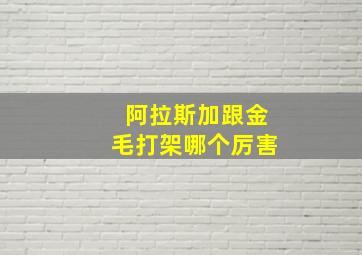 阿拉斯加跟金毛打架哪个厉害