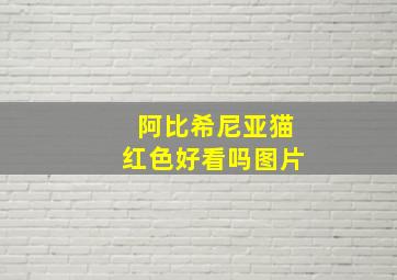 阿比希尼亚猫红色好看吗图片