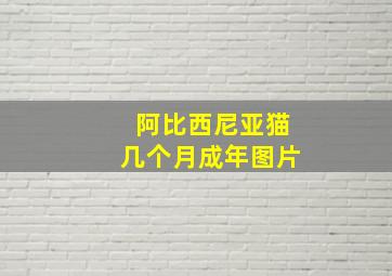 阿比西尼亚猫几个月成年图片