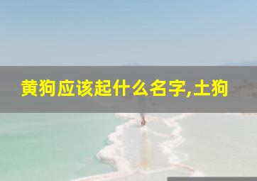 黄狗应该起什么名字,土狗