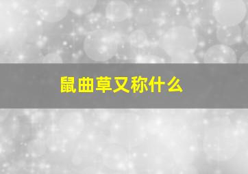 鼠曲草又称什么